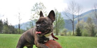 Falešné inzeráty a nelegální obchod se zvířaty