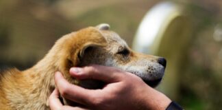 Centrální evidence psů: povinnosti, lhůty a pokuty Veterinář čte mikročip psa do centrální evidence psů