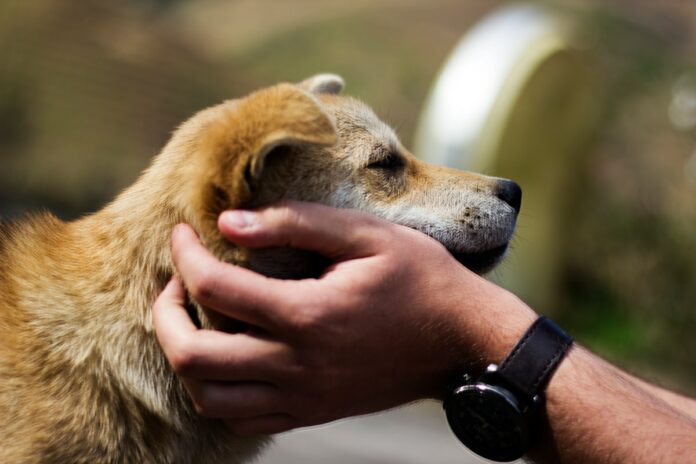 Veterinář čte mikročip psa do centrální evidence psů