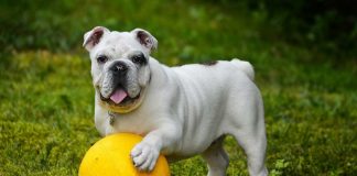 Čipování psů: zákon, registr, ISO normy a další otázky Čipování psů: zákon, registr, ISO normy a další otázky