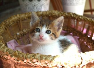 Kupní smlouva na kočku: co obsahuje, předkupní právo, záruka kupní smlouva na kočku