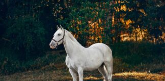 Kupní smlouva na koně s předkupním právem: Hlášení změny, průkaz kupní smlouva na koně