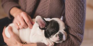 Kupní smlouva o prodeji psa (smlouva o prodeji štěněte) Kupní smlouva na štěně