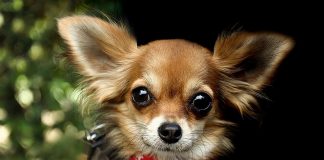 Může být zvíře předmětem exekuce? může být zvíře předmětem exekuce?