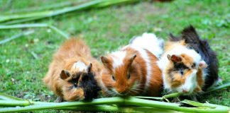 Náhrada škody způsobené zvířetem Náhrada škody způsobené zvířetem