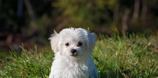 Právní režim zatoulaného psa právní režim zatoulaného psa