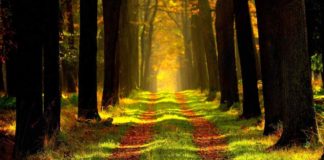 Co je právo nezbytné cesty? Jak funguje a podmínky povolení Právo nezbytné cesty