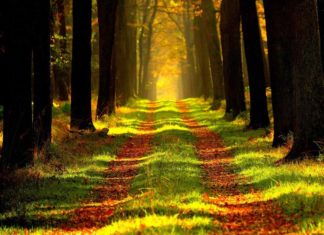 Co je právo nezbytné cesty? Jak funguje a podmínky povolení Právo nezbytné cesty