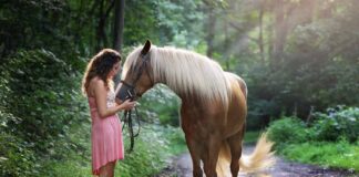 Smlouva o pronájmu koně: Pronájem koně plný, poloviční, bezplatný pronájem koně smlouva o pronájmu koně