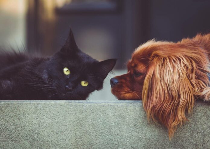 Rezervační smlouva na štěně, kotě či jiného domácího mazlíčka