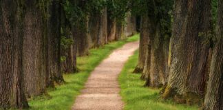 Smlouva o zřízení služebnosti cesty – Vznik, údržba, parkování služebnost cesty