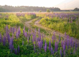 Vstup na cizí pozemek bez souhlasu vlastníka vstup na cizí pozemek bez souhlasu vlastníka