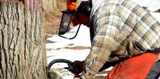 Žaloba na odstranění stromů: Minimální vzdálenost a imise žaloba na odstranění stromů