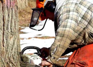 Žaloba na odstranění stromů: Minimální vzdálenost a imise žaloba na odstranění stromů